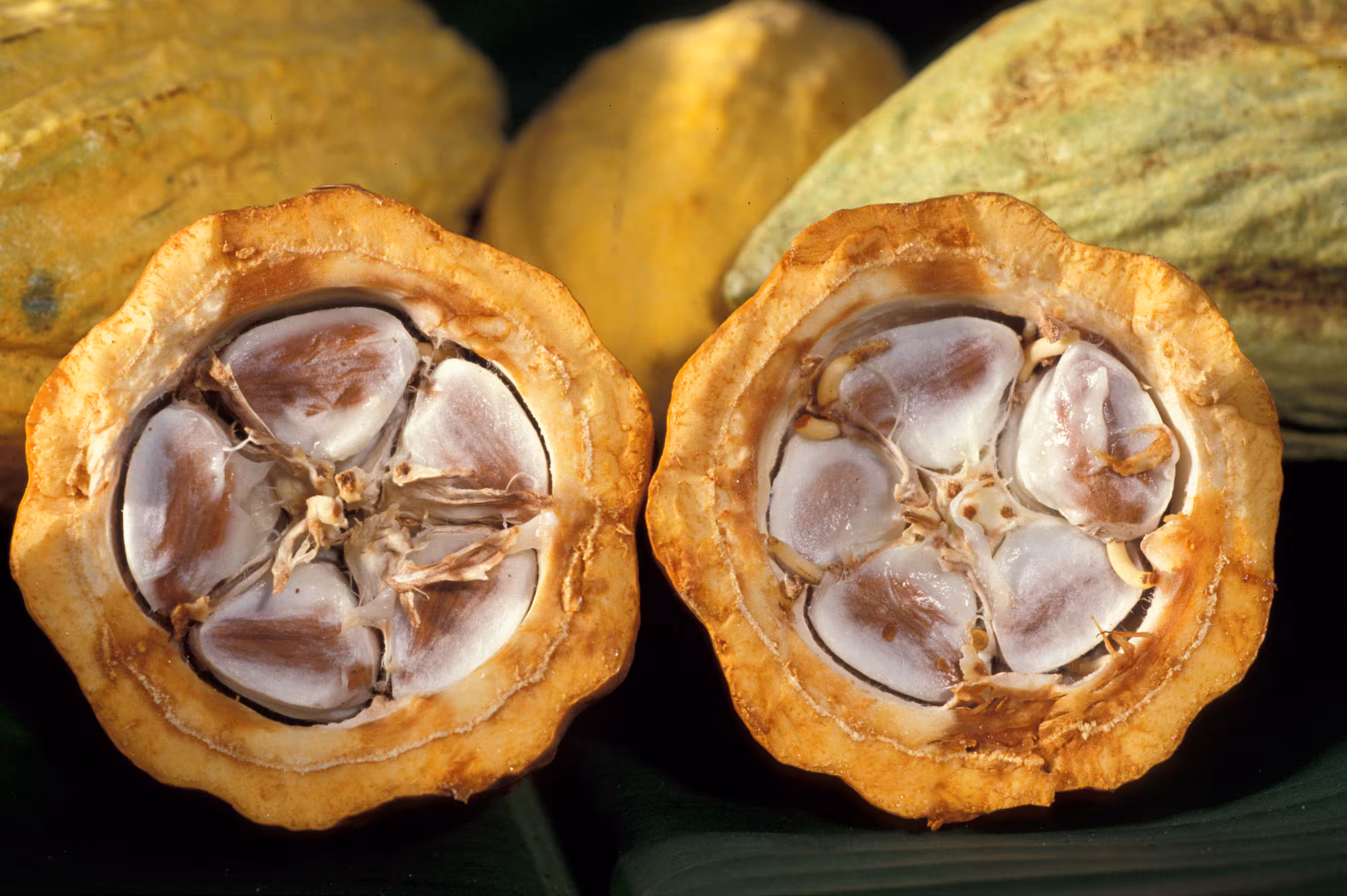 Cacao pod background